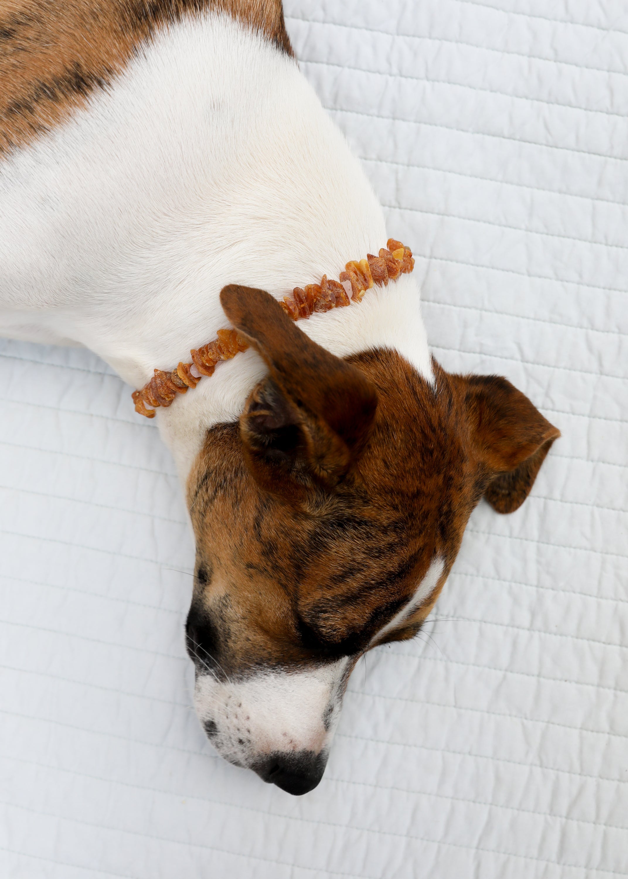 CanyonLeaf Pet Necklace: Raw Baltic Amber + Raw Rose Quartz — lifestyle context