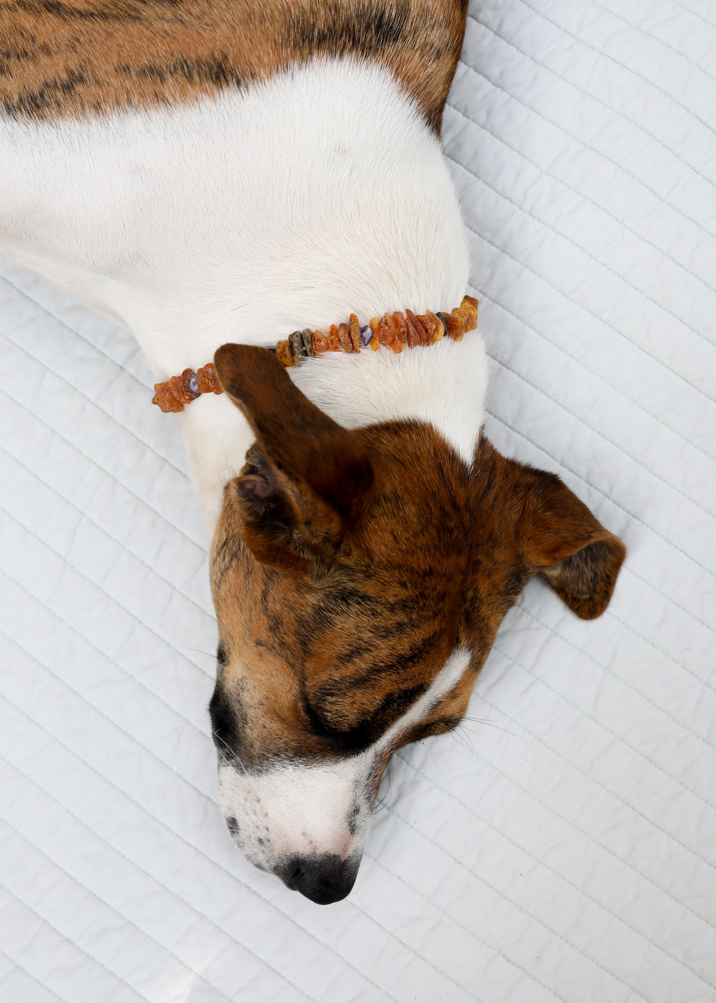CanyonLeaf Pet Necklace: Raw Baltic Amber + Raw Amethyst — lifestyle context