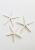CanyonLeaf CanyonLeaf Sea Shell — main product shot
