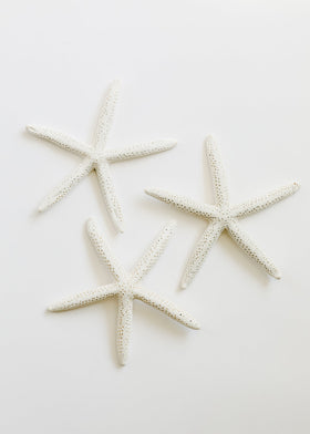 CanyonLeaf Sea Shell