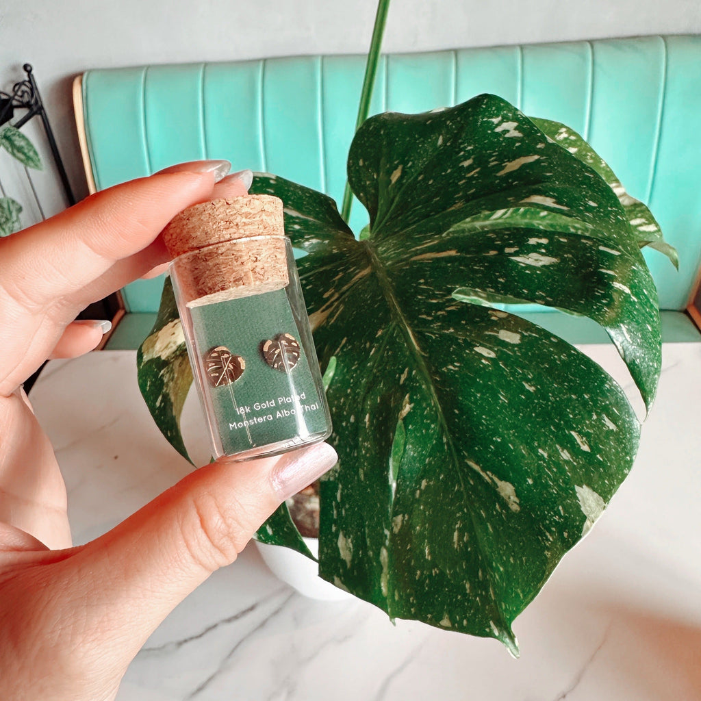 Monstera Albo/Thai Metal Stud Earrings – Plant Dosage LLC, view 2