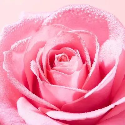 Nuxe Very Rose Micellar Water: Gently Cleanses, Soothes & Removes Makeup - Alcohol, Paraben & Sulfate-Free - Refreshing Rose Water Cleanser