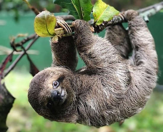 Earth Bands Costa Rica Sloth — detail close-up
