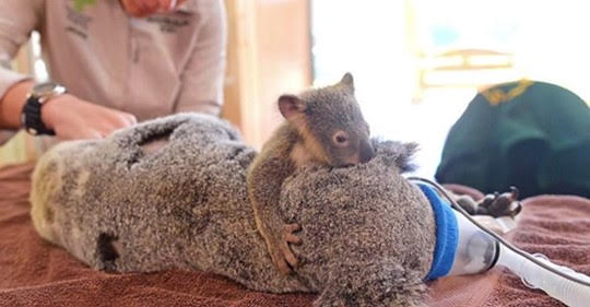 Earth Bands Koala Australia — lifestyle context