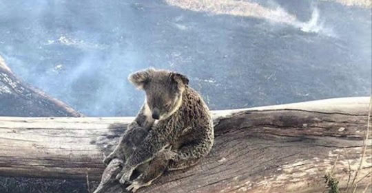 Earth Bands Koala Australia — side view