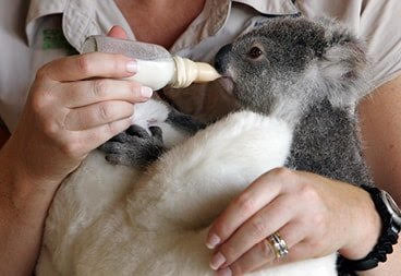 Earth Bands Koala Australia — back view