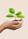 you planted a tree – makesy®