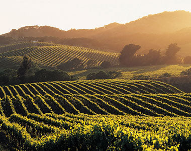 Earth Bands California Wine Country — detail close-up
