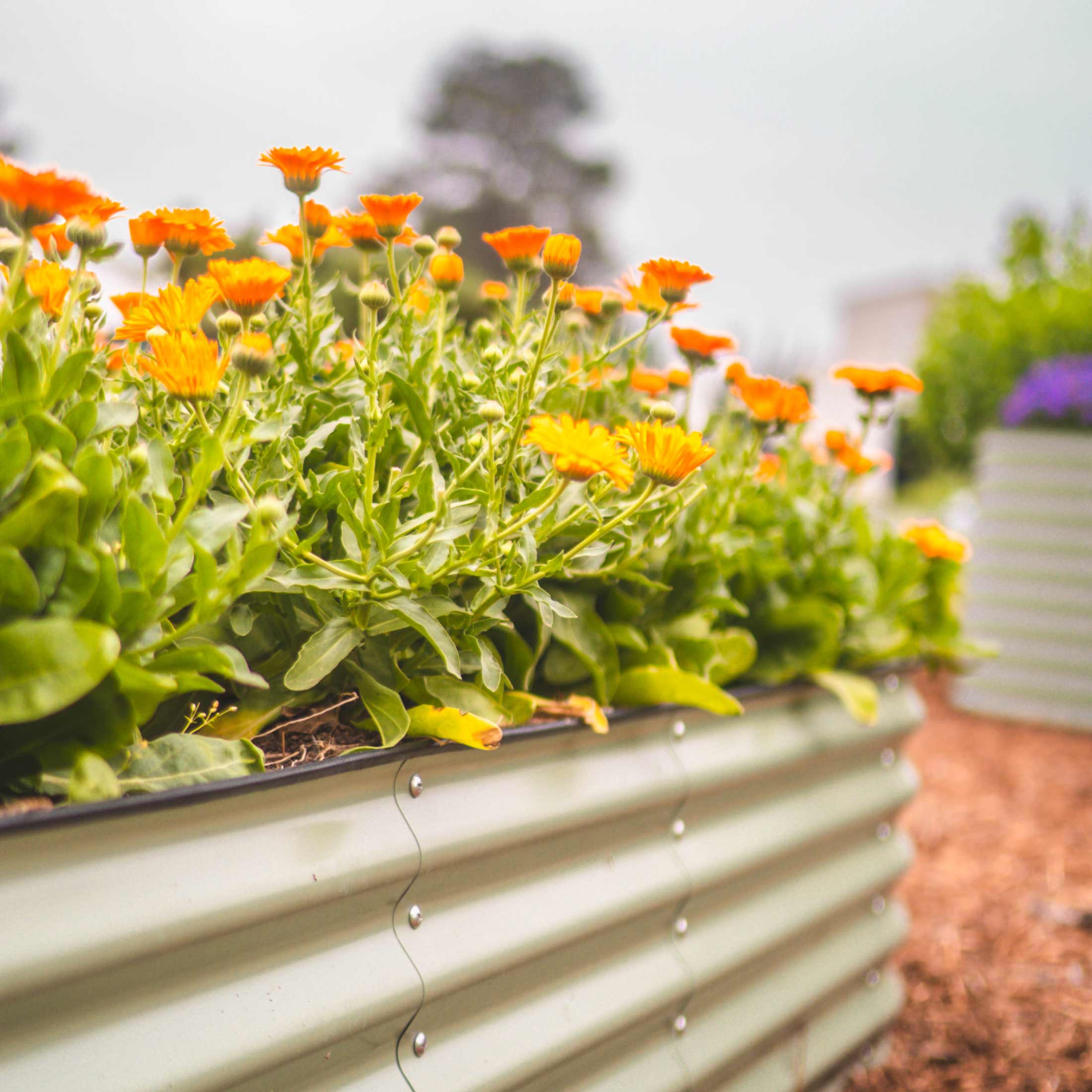 17" Tall 4 In 1 Small Modular Metal Raised Garden Bed Kit – Vego Garden, view 22