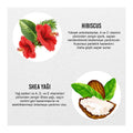Urban Care Twisted Curls: Hibiscus & Shea Butter Curl Defining Cream - Anti-Frizz, Moisturizing Hair Care for Wavy & Curly Hair